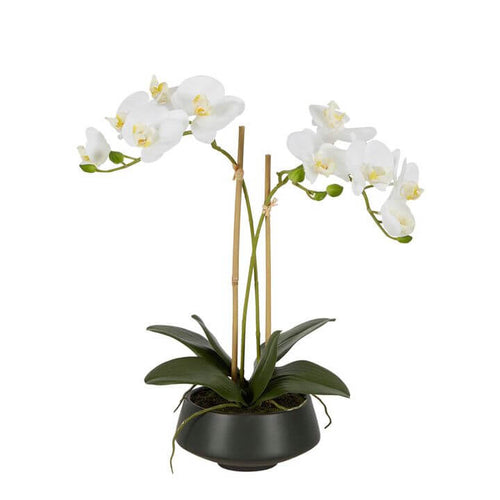 Medium White Orchid Black Pot 41cm
