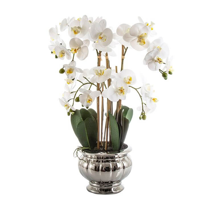 Elegant 68cm White Orchid in Silver Bowl
